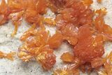 Vibrant Orange Orpiment Crystals on Barite - Russia #208756-2